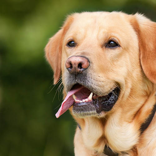  un chiot soin pharmacie de l'Abbaye