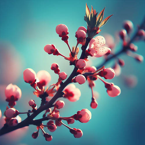 Gemmothérapie herboristerie Montivilliers